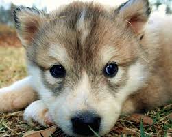 Cute Wolf Wallpapers Wallpaper Cave We have a massive amount of desktop and mobile backgrounds.