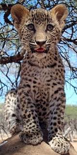 Harnas Volunteer Review Animals Animals Beautiful Cute Animals