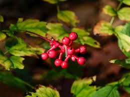 Image result for Pouchetia baumanniana