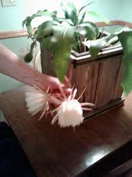 A cactus plant is part of the succulent family and grows in various forms, including a shrub, tree or vine. Cereus Cactus At Clark Botanic Garden Appears One Night Only Blog The Island Now