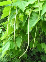 Much to the delight of backyard wildlife and humans, they yield an abundance of sweet berries. Northern Catalpa Purdue Fort Wayne