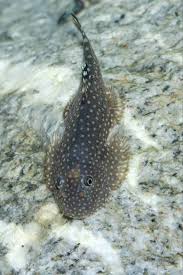 «блоха собачья», «блоха кошачья» ctenocephălus canis вид. Gastromyzon Ctenocephalus Seriously Fish