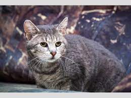 pin na doske private shelter for cats minsk priyut dlya kotov o koshko minsk