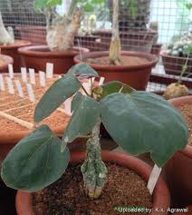 Image result for Adenia