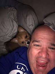 Little corgi pup v excited to meet with strangers and chew headphone wires