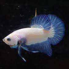 Голубая канарейка, прыгая с ветки на ветку, издаешь ты призывные трели ветру. Bangsatyo Betta Plakat Blue Rim S Size Price By Dm Facebook