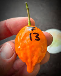 Image result for Tabernanthe