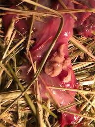 The event, which led to the painful death of countless oxen, allegedly still goes on in some parts of the country, according to animal rights activists. Odd After Birth And Discharge The Goat Spot Forum