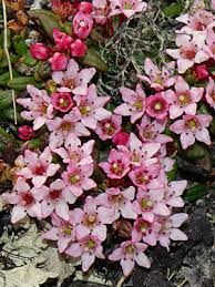 Image result for Galenia procumbens