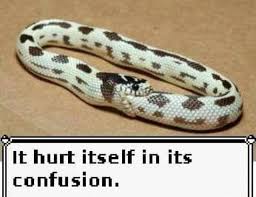 It Hurt Itself In Its Confusion