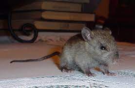 Is It A Rat The Australian Museum