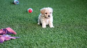They may get into mischief or snoop around where you want to keep them out. Meet Grant The Bichonpoo Puppy Reference Number 205276 01 Youtube