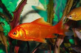 Guess 17 different goldfish flavors by hobbykidstv. How To Tell If Your Goldfish Is A Boy Or A Girl