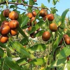 Image result for Ziziphus mauritiana