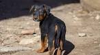 Shepweiler Dog Breed Information and Pictures