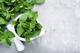 The images may not show the actual item and are for your reference only. Top 5 Herbs For Dog And Cat Digestive Health Animal Wellness Magazine