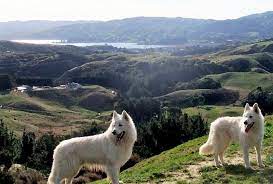 We want our puppies to. Breeders