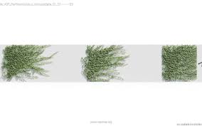 Image result for Rhynchosia tricuspidata