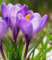 Rosie Rodgers Obituary January 28, 2025