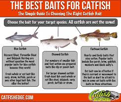 Best Catfish Bait The Top 5 Catfish Baits Made Simple