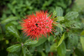 Image result for Combretum constrictum