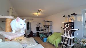 As always, while you're brainstorming ideas, keep your fur baby's safety in mind. Tutorial Cat Room Xxl Adventure Playground Diy Cat Walk Bridge Climbing Wall More Youtube