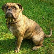 Olde english bulldogge puppies for sale olde english bulldogge dogs for adoption olde the olde english bulldogge is a new breed, which was developed in the 1970s by a man looking to. Olde English Bulldogge Puppies For Sale From Reputable Dog Breeders