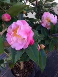 Camellia High Fragrance Camellia Fragrance