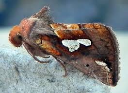 Image result for Plusia putnami