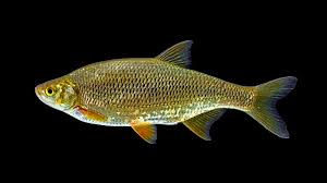 Image result for Cyrtorchis glaucifolia