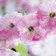 Get great deals on ebay! Buy Flowering Almond Prunus Triloba 19 99 Delivery By Crocus