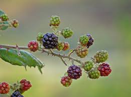 Maybe you would like to learn more about one of these? Blackberry Plants How To Grow And Propagate Dengarden