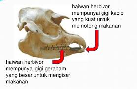 Sebelum kita bergerak ke imej seterusnya, apa kata kita rehatkan mata dan tengok dahulu video youtube yang bertajuk struktur gigi sains tahun 3 ini. Mengukuhkan Fakta Sains Tahun 3 Soalan Upsr Sains Kertas 2 Cmn Academy Online Learning Platform