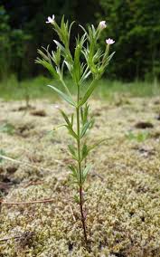 Growing little bluestem grass in the landscape as an ornamental foliage plant provides a dimensional and architectural foil for broad leaved and flowering plants. Forest Wildflowers Pink Red Purple Mount Rainier National Park U S National Park Service