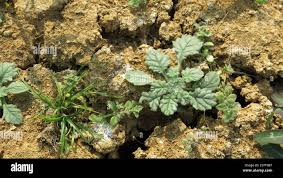 Image result for Coldenia procumbens