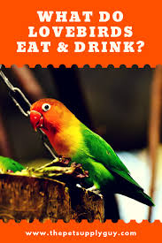 Bird Doesn T Care About Being Eaten What Lovebirds Eat And Drink Complete Guide The Pet Supply Guy Love Birds Love Birds Pet Eat