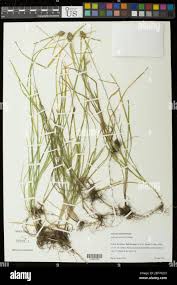 Image result for Kyllinga alba