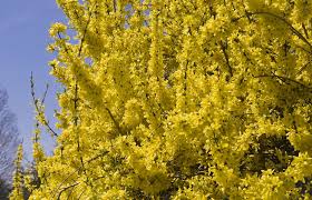Pruning Forsythia Tips For Trimming Forsythia Bushes Pruning Forsythia Forsythia Bush Forsythia