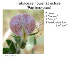 Image result for Fabaceae subfamily Papilionoideae