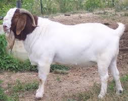 Birds For Sale In Ohio Craigslist Boer Goat Caprinos Boer Ovinos