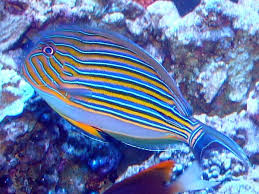 Clown Tang Saltwater Fish Tanks Marine Fish Fish Pet