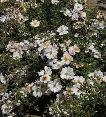 14 Lieblinge Die Einen Cottage Garten Zaubern Ohne Arbeit Cottage Garten Pflegeleichter Garten Gartendesign Ideen