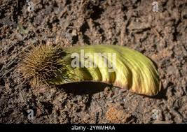 Image result for Centrolobium