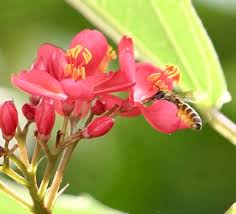 Image result for Jatropha seineri