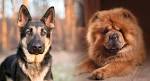 List of Chow Chow Mix Breed Dogs - Dog Breed Info