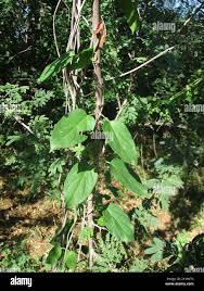 Image result for Pentarrhinum insipidum