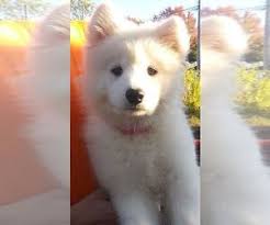 We are dependent on donations of all kinds to continue our work on behalf of the animals. Puppyfinder Com Samoyed Puppies Puppies For Sale Near Me In California Usa Page 1 Displays 10