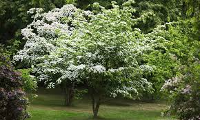 Maybe you would like to learn more about one of these? 6 Best Exotic Plants And Specimen Trees In New Jersey