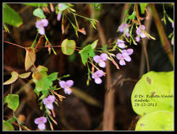 Image result for Canscora kirkii