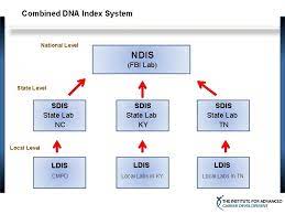 The Basics Of Codis Combined Dna Index System